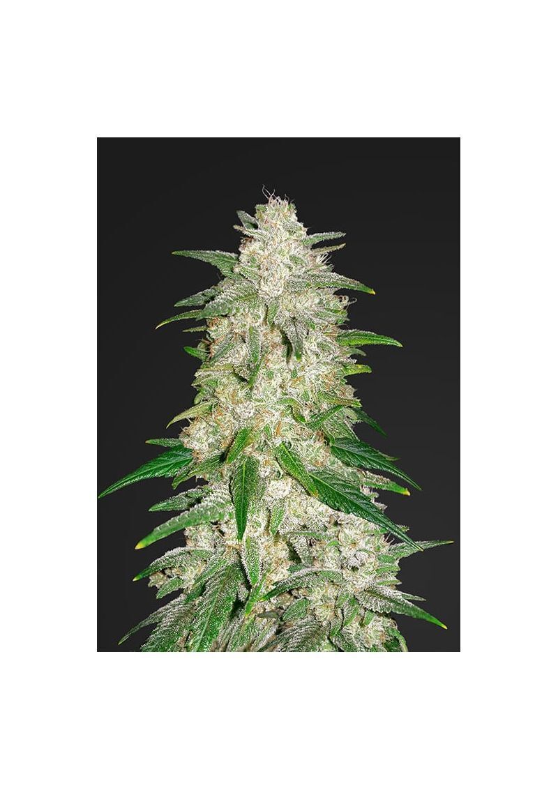 Purple Lemonade FF, Фасовка: 3